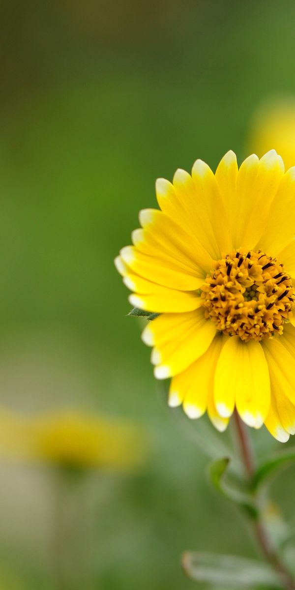 Phone wallpaper: Nature, Flowers, Flower, Macro, Blur, Close Up, Earth, Yellow Flower free download