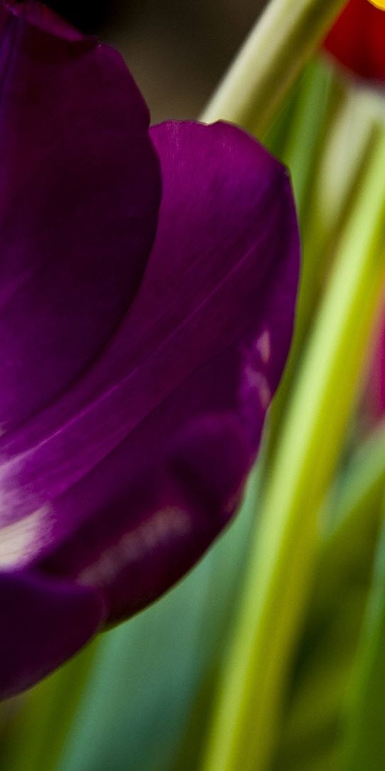 Vibrant Purple Tulip Close-Up Wallpaper