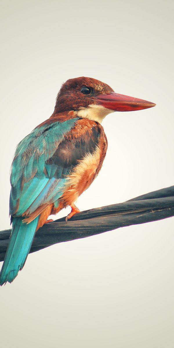 Phone wallpaper: Animals, Multicolored, Bird, Motley, Kingfisher free download