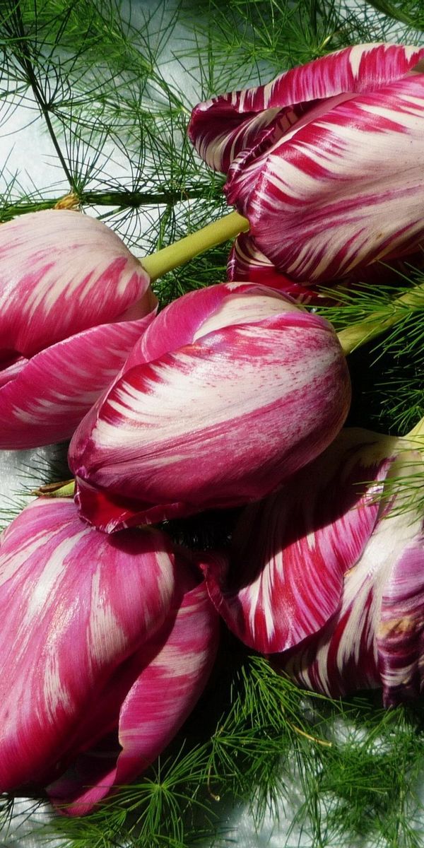 Phone wallpaper: Multicolored, Greens, Bouquet, Flowers, Tulips free download