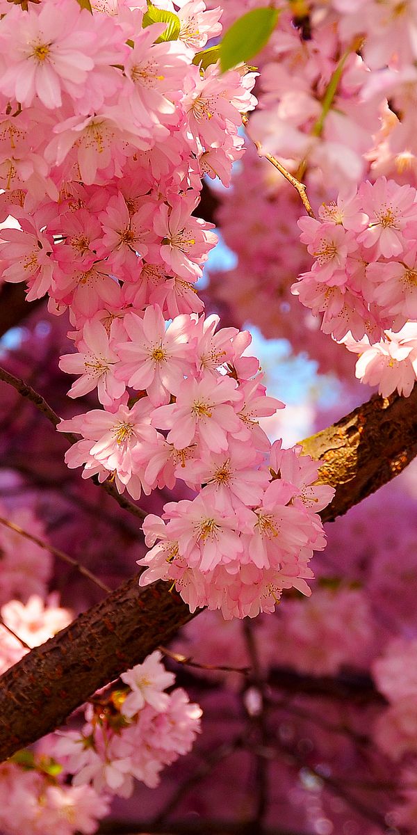 Stunning Pink Cherry Blossom Mobile Wallpaper