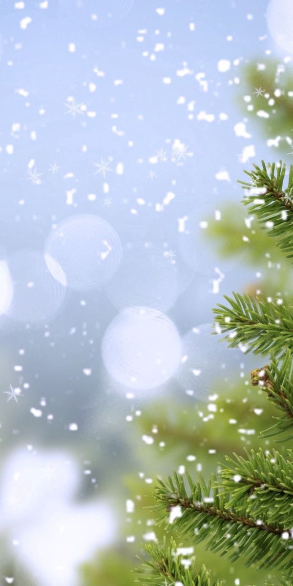 Snow-Covered Spruce Tree Wallpaper for Your Phone
