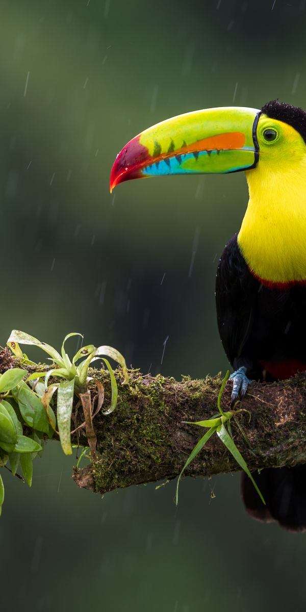 Phone wallpaper: Branch, Animals, Multicolored, Motley, Exotic, Bird, Toucan free download