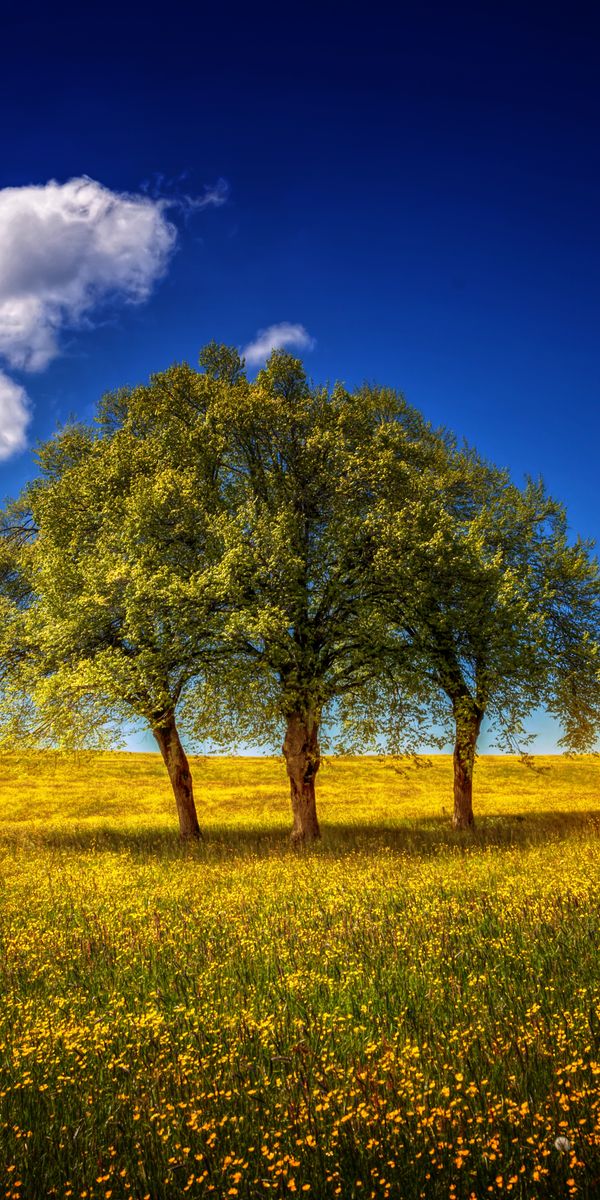Breathtaking 4K phone wallpaper featuring lush trees and a clear sky