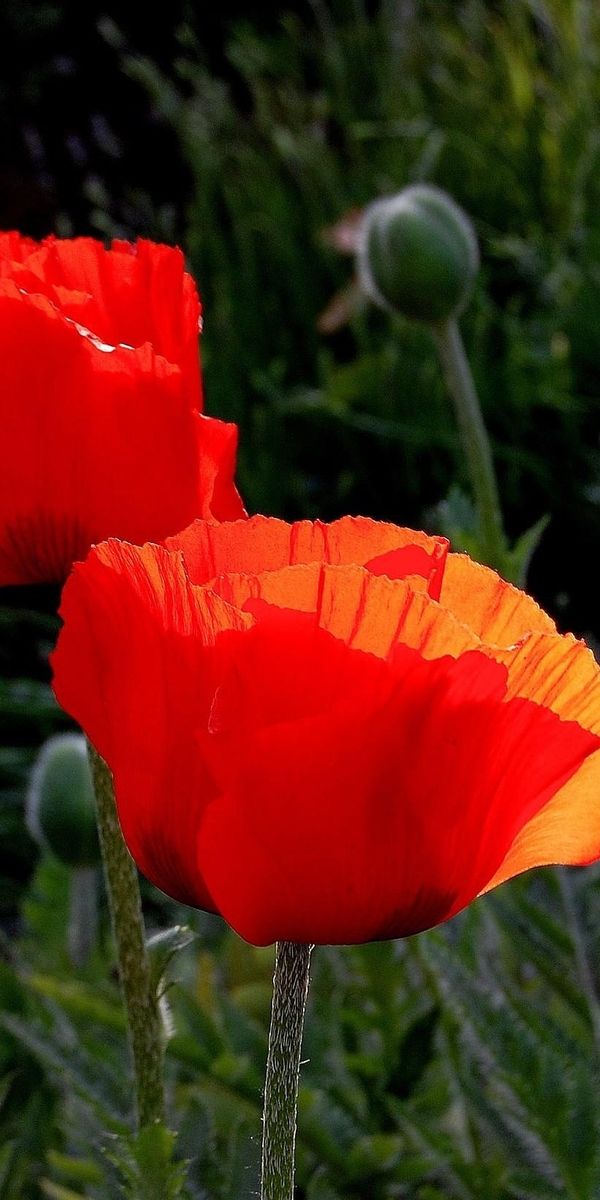 Phone wallpaper: Flowers, Boxes, Close Up, Summer, Poppies free download