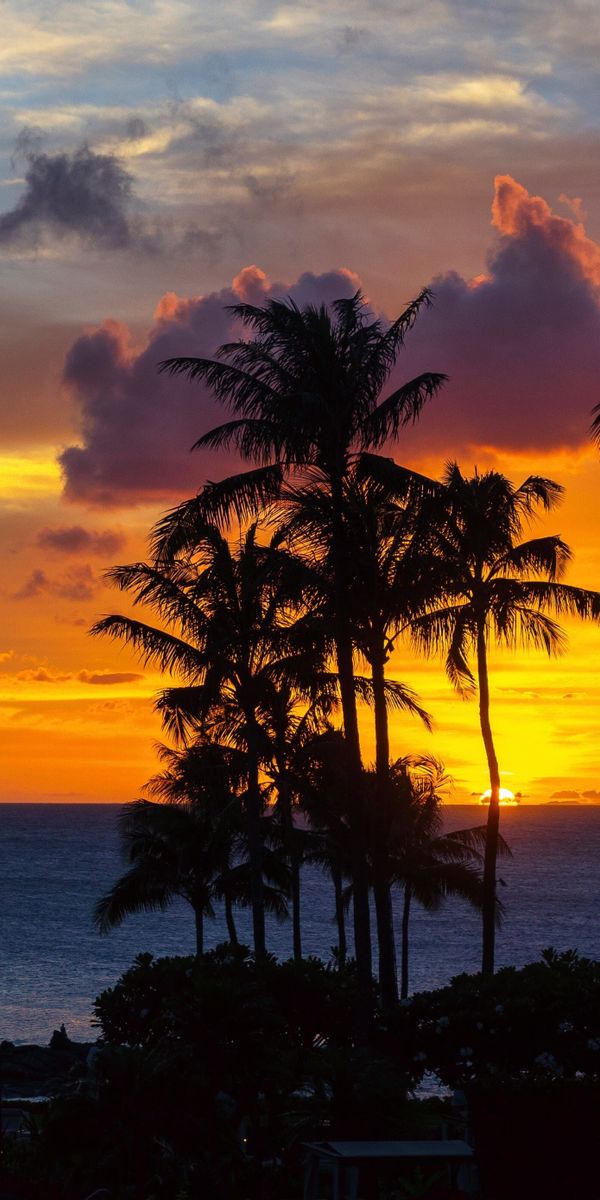 Tropical Sunset Over the Ocean with Silhouetted Palms