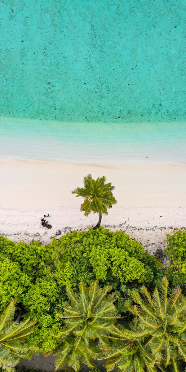 Phone wallpaper: Beach, Nature, View From Above, Sand, Sea, Palms free download
