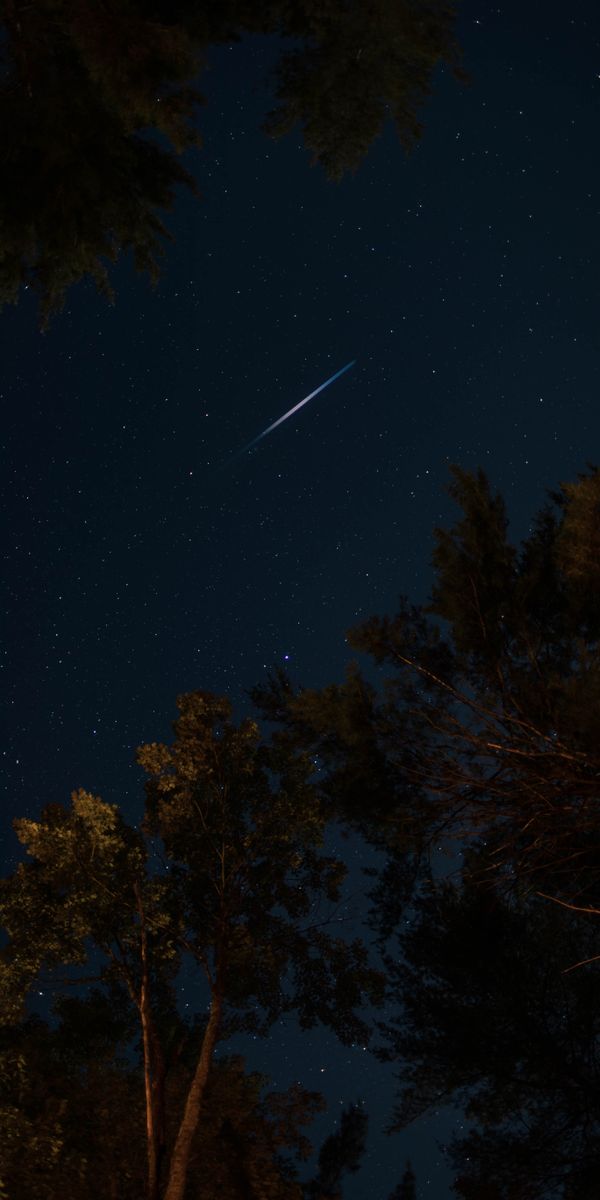 Enchanting 4K phone wallpaper featuring a starry night sky and trees