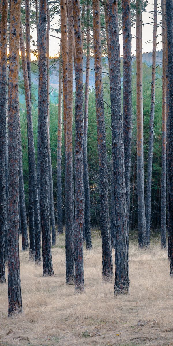 Phone wallpaper: Nature, Grass, Pine, Dry, Trees, Forest free download