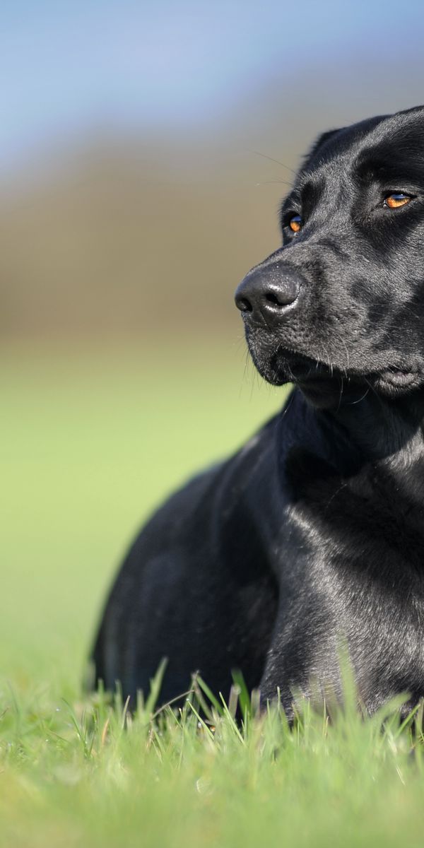 Phone wallpaper: Dogs, Grass, Dog, Muzzle, Blur, Animal, Labrador Retriever free download