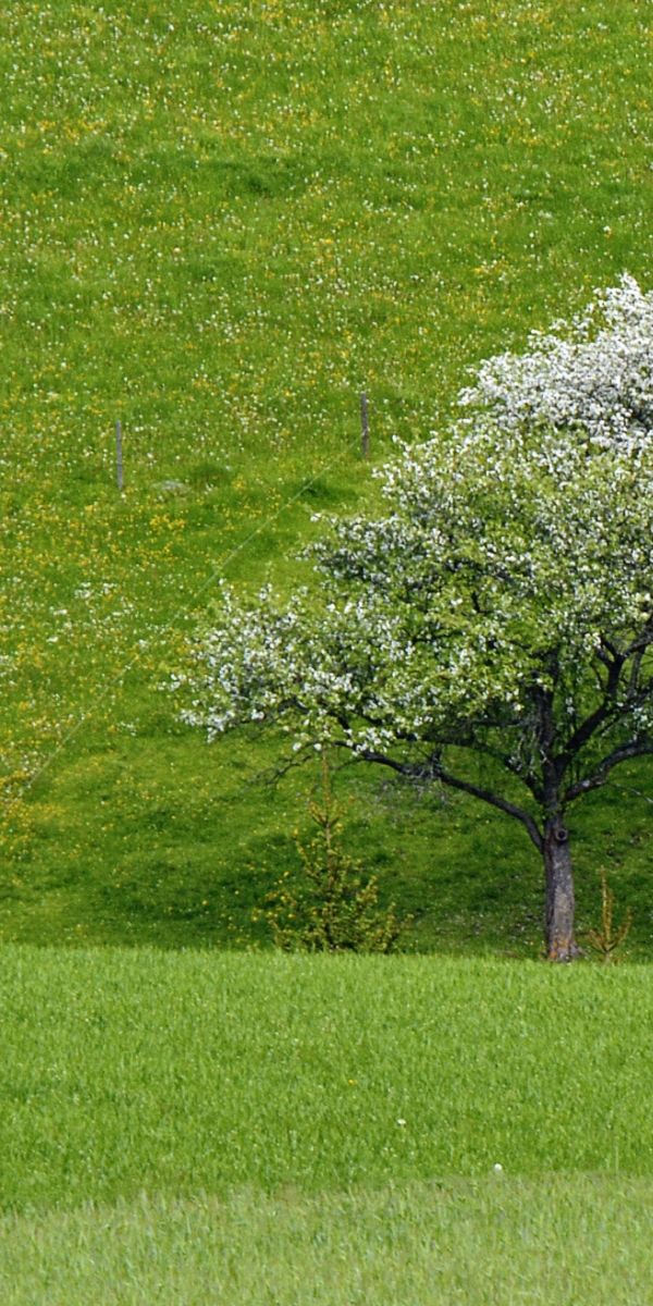 Serene Green Landscape with Trees - 4K Phone Wallpaper for Nature Lovers