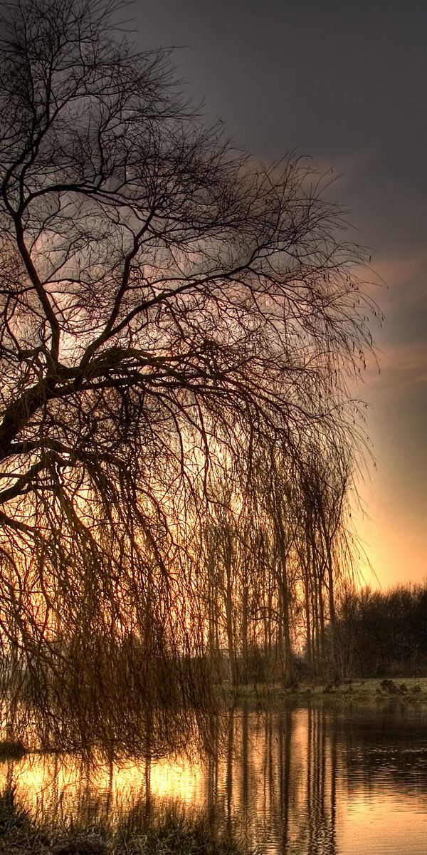 Phone wallpaper: Scenic, Water, Tree, Earth, Sunset free download
