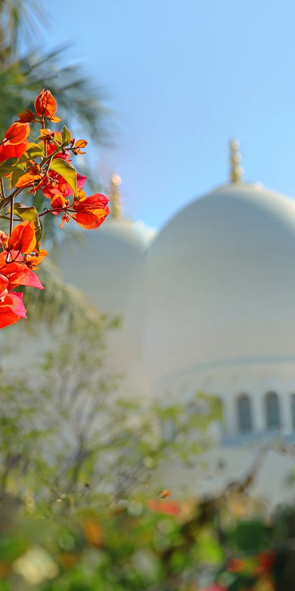 Phone wallpaper: Flower, Blur, Dome, Mosque, Religious, Mosques free download