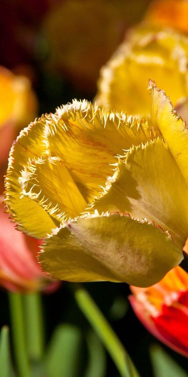 Phone wallpaper: Flowers, Petals, Branch, Tulip free download
