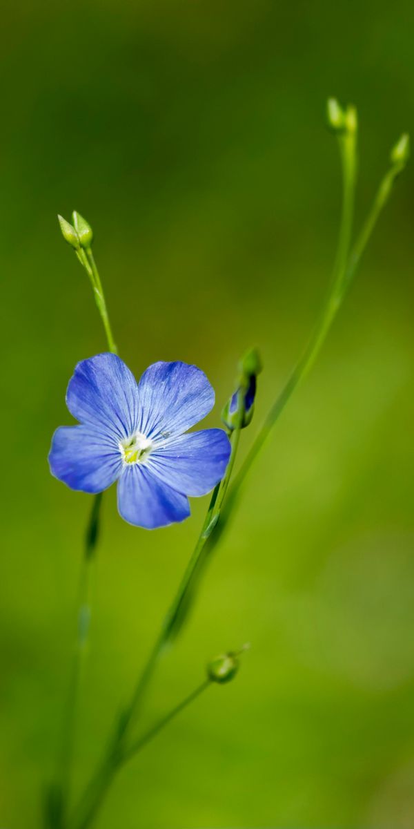 Blue Flax Flower in Bloom - Perfect Phone Wallpaper