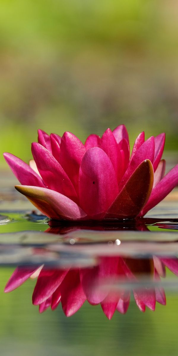 Phone wallpaper: Nature, Flowers, Reflection, Flower, Earth, Water Lily, Pink Flower free download