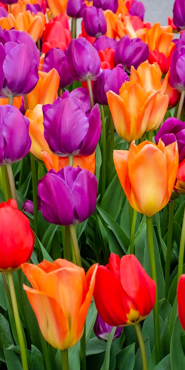 Vibrant Multicolored Tulips in Bloom