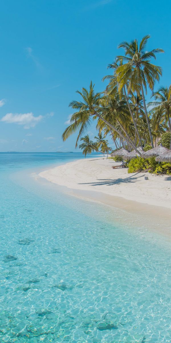 Tropical Beach with Clear Water and Lush Palm Trees