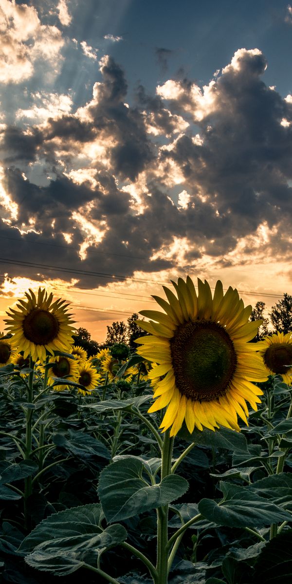 Breathtaking Sunset Over a Vibrant Field of Sunflowers