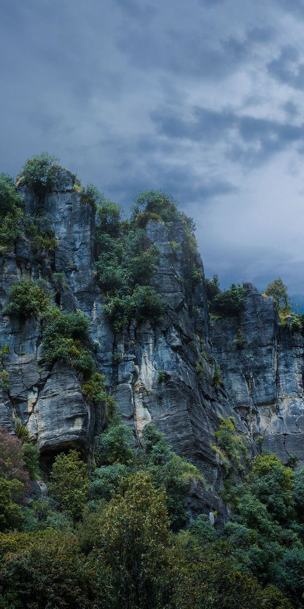 Phone wallpaper: Piopio, Trees, Grass, Rocks, Stones, Nature, New Zealand free download