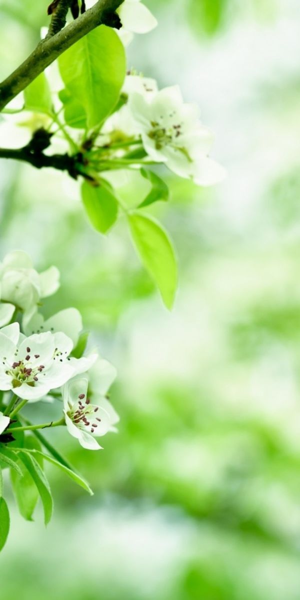 Beautiful White Blossom Wallpaper Perfect for Your Mobile