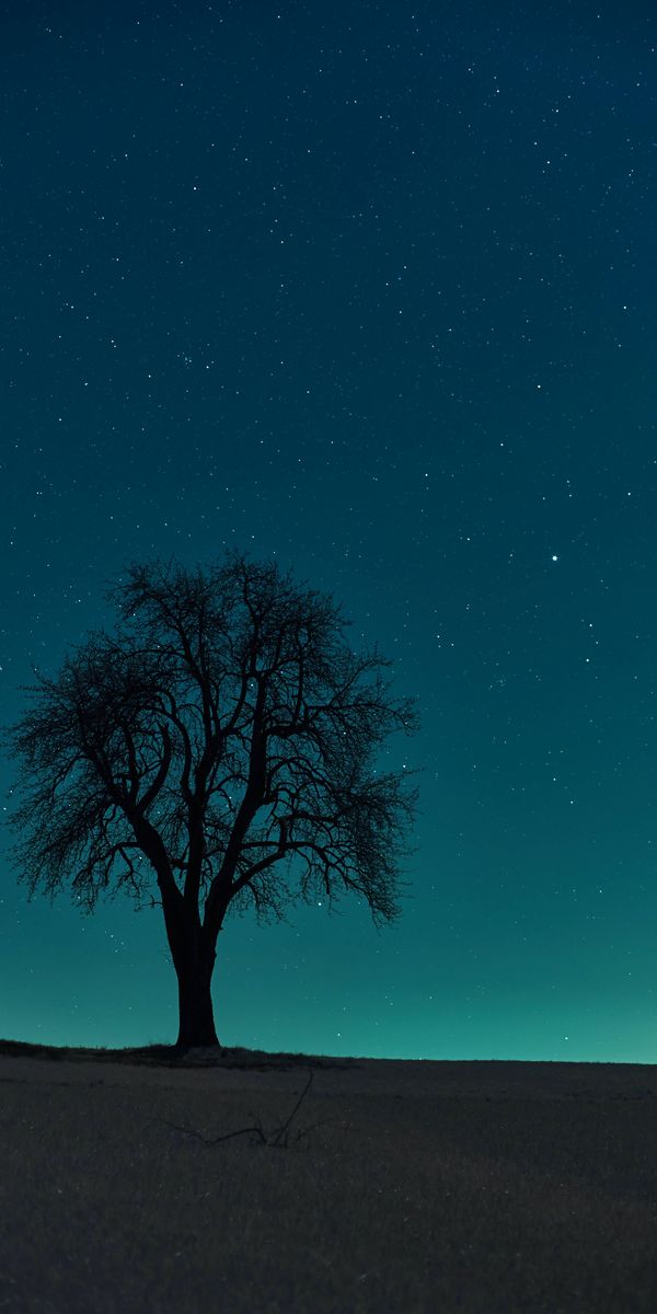 Beautiful Night Tree Silhouette Against a Starry Sky