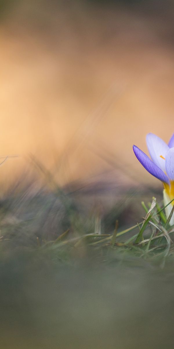 Phone wallpaper: Grass, Flower, Macro, Blur, Photography, Crocus, Purple Flower free download
