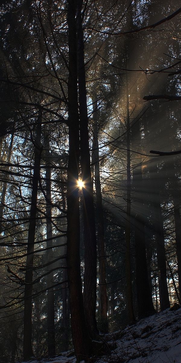 Breathtaking 4K phone wallpaper of a sunlit forest landscape