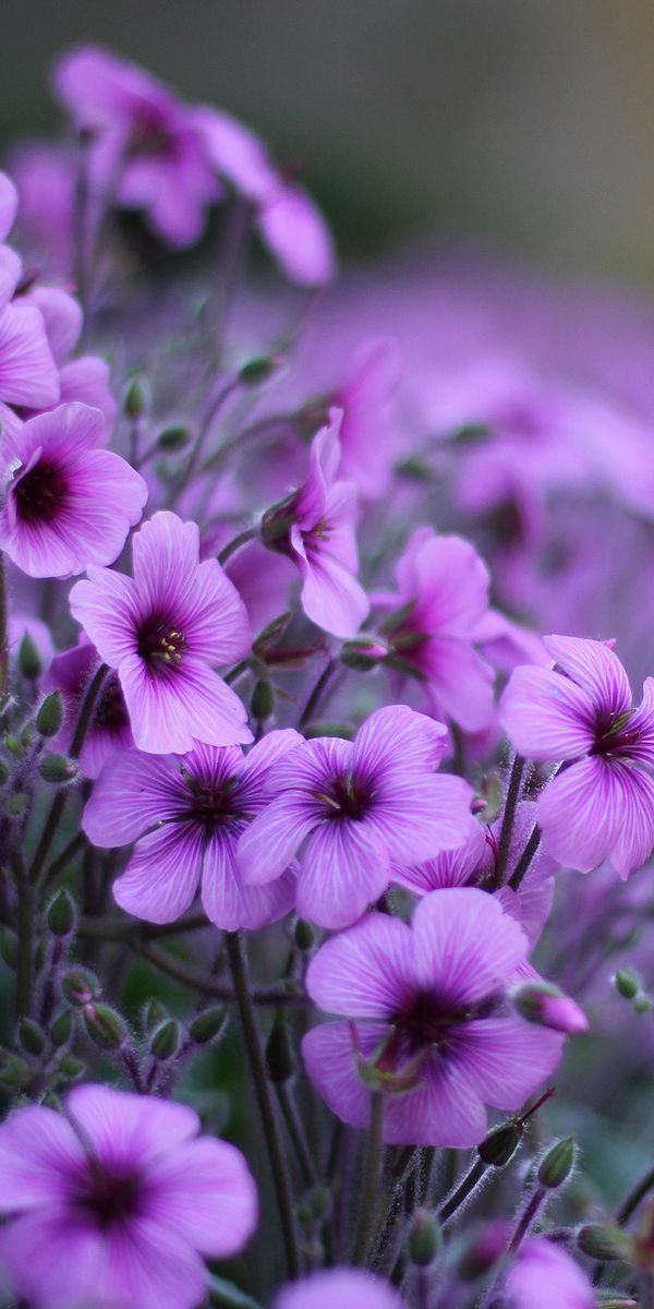 Beautiful Purple Flower Wallpaper for Your Phone