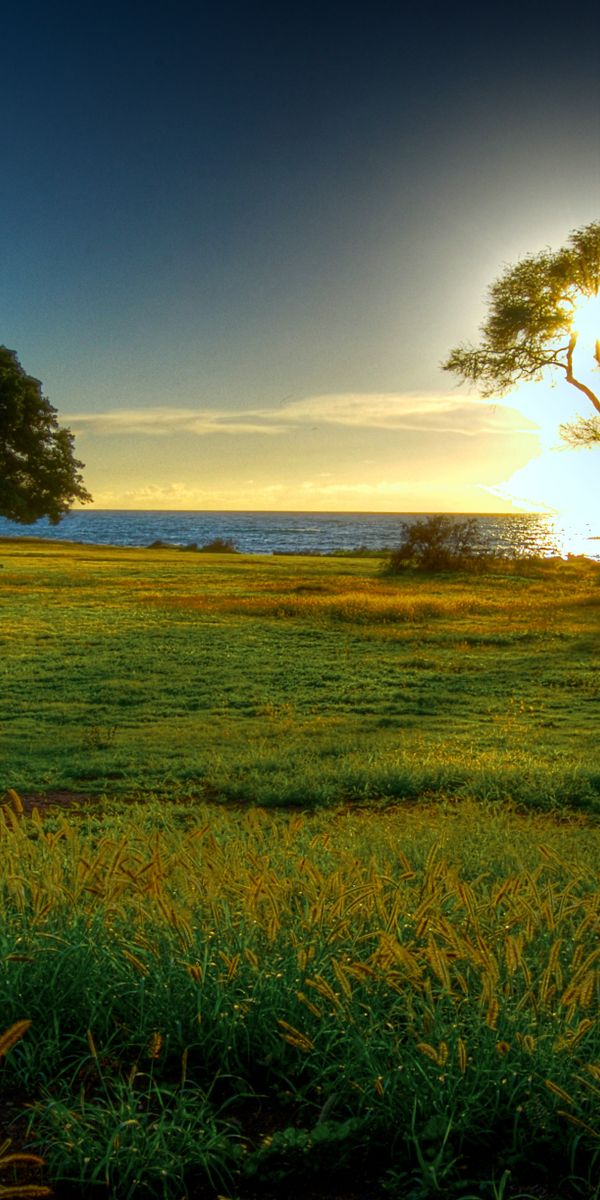 Phone wallpaper: Hdr, Trees, Tree, Earth, Landscape free download