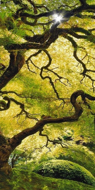 Phone wallpaper: Inner Peace, Trees, Tree, Earth free download