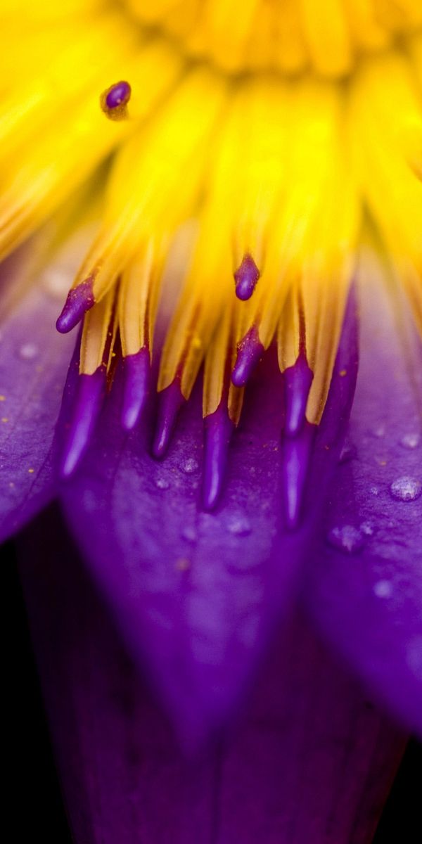 Vibrant Purple Flower Macro for Stunning Mobile Wallpapers