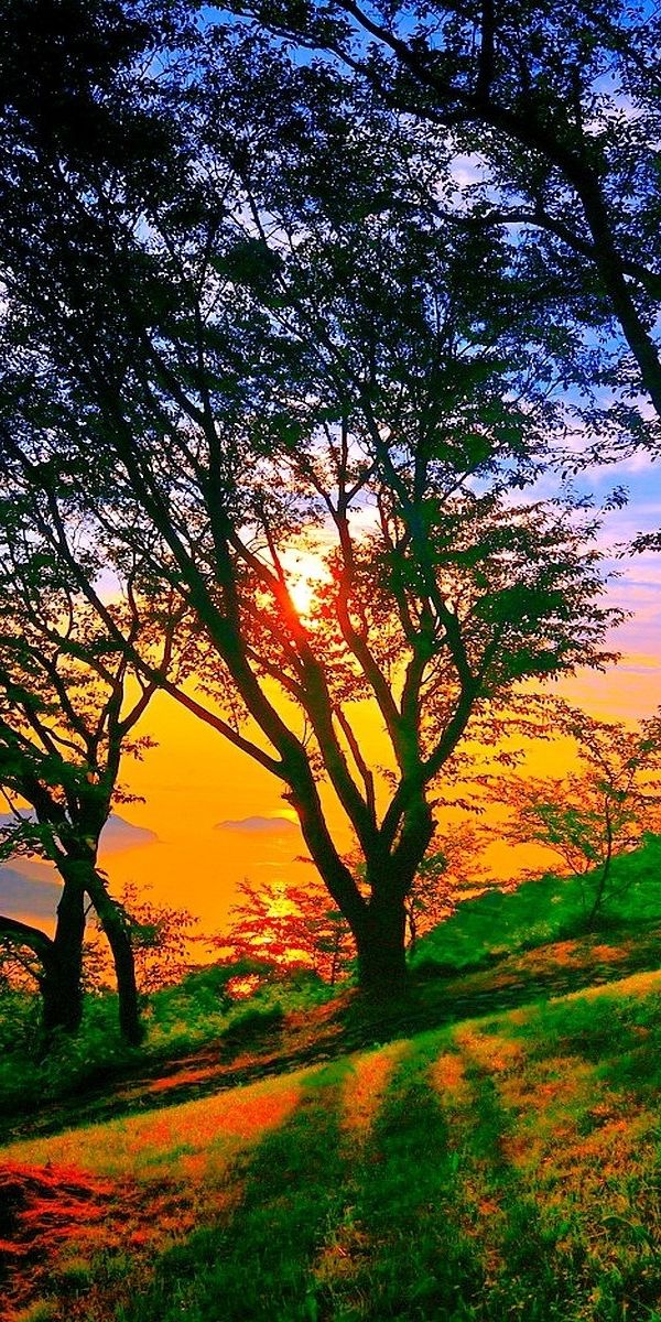 Breathtaking Earth Landscape Wallpaper Featuring a Colorful Sunset and Trees