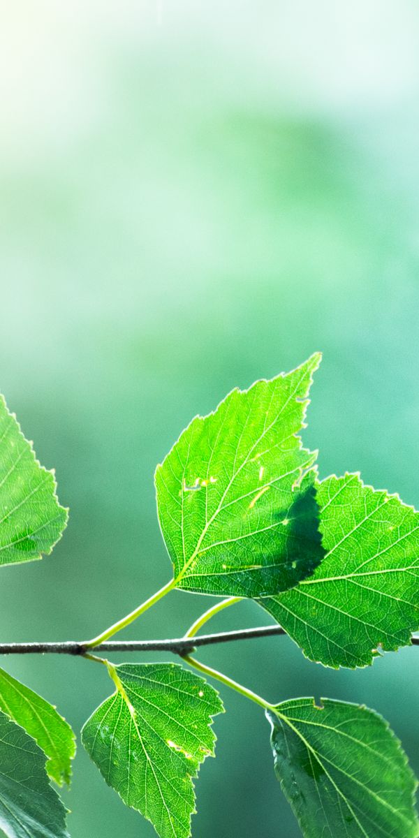 Phone wallpaper: Blur, Macro, Branch, Leaves, Smooth free download