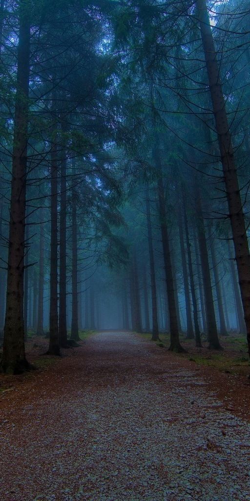 Mysterious Forest Pathway Surrounded by Tall Trees