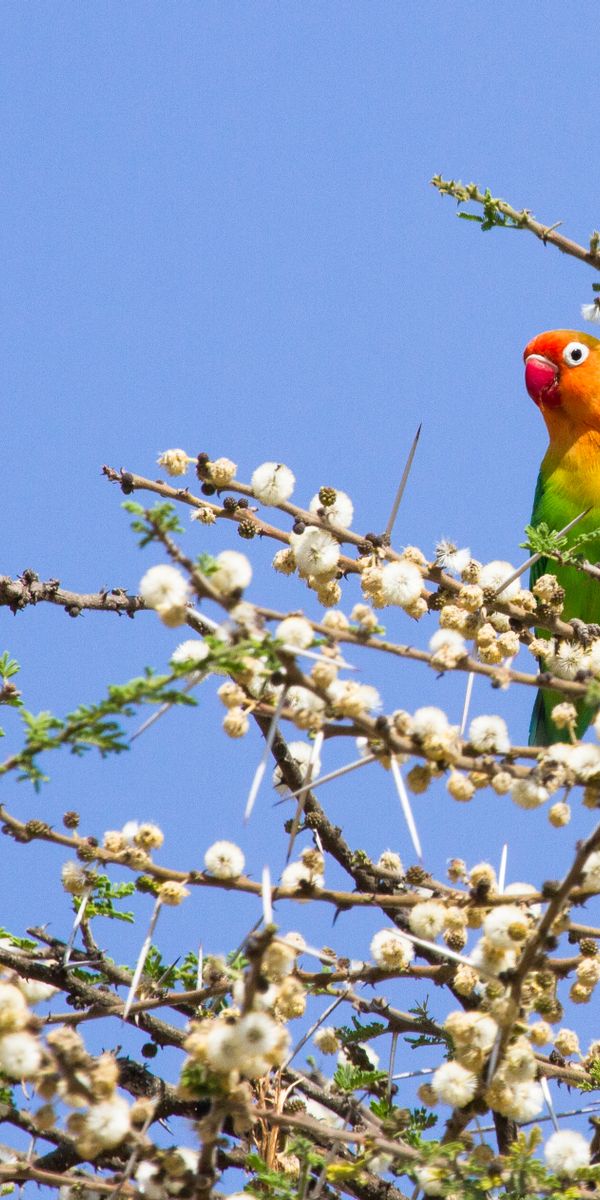 Phone wallpaper: Animals, Wood, Branches, Tree, Motley, Multicolored, Parrots free download