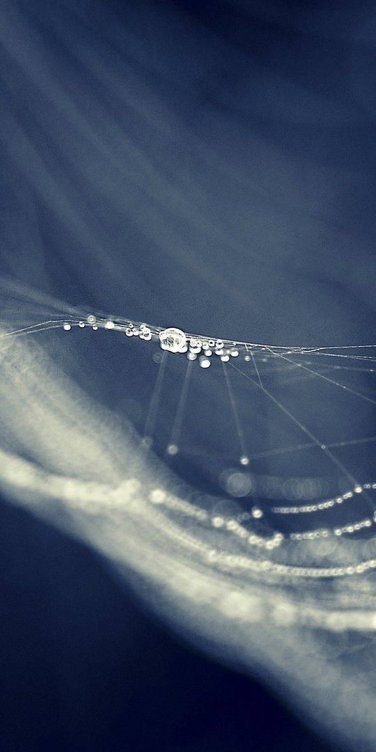 Beautiful Macro Shot of a Spider Web with Glimmering Water Drops