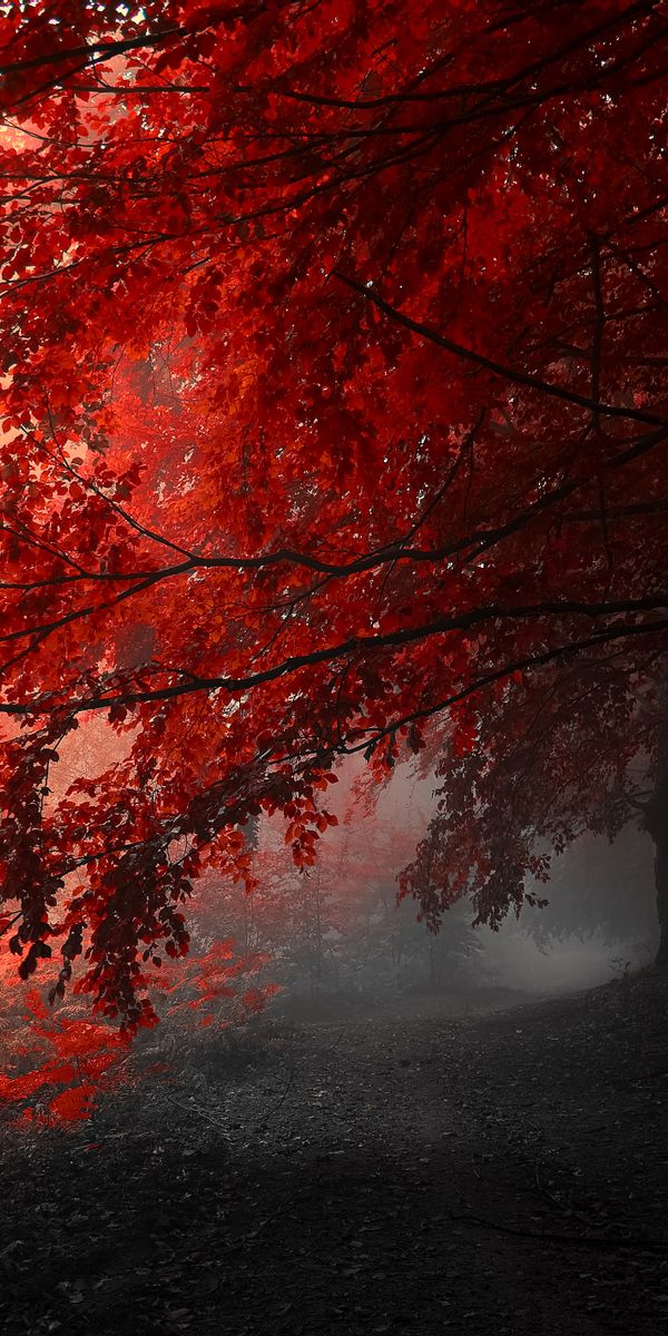 Vibrant Red Trees in a Mystical Fall Forest