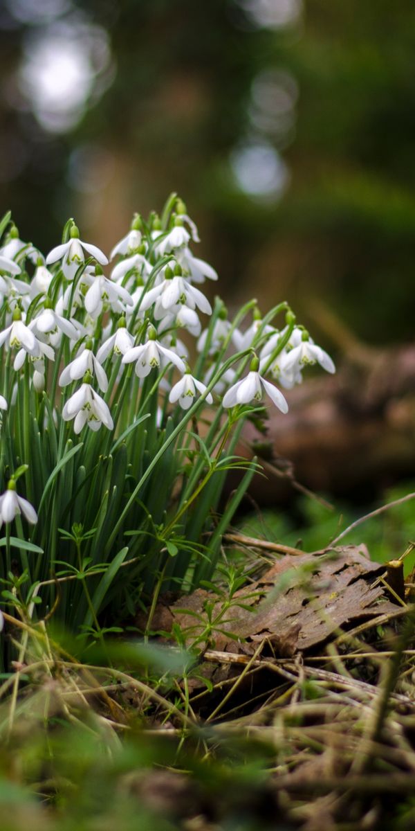 Phone wallpaper: Snowdrop, Flowers, Flower, Earth free download