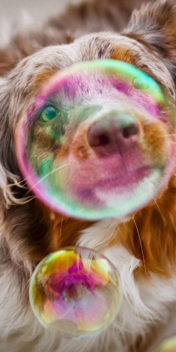 Phone wallpaper: Dog, Blur, Photography, Bubble free download