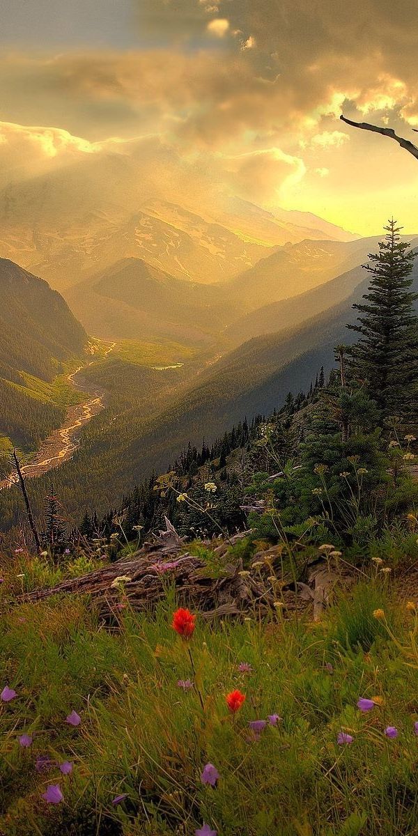 Breathtaking Sunset Landscape with Flowers and Mountains
