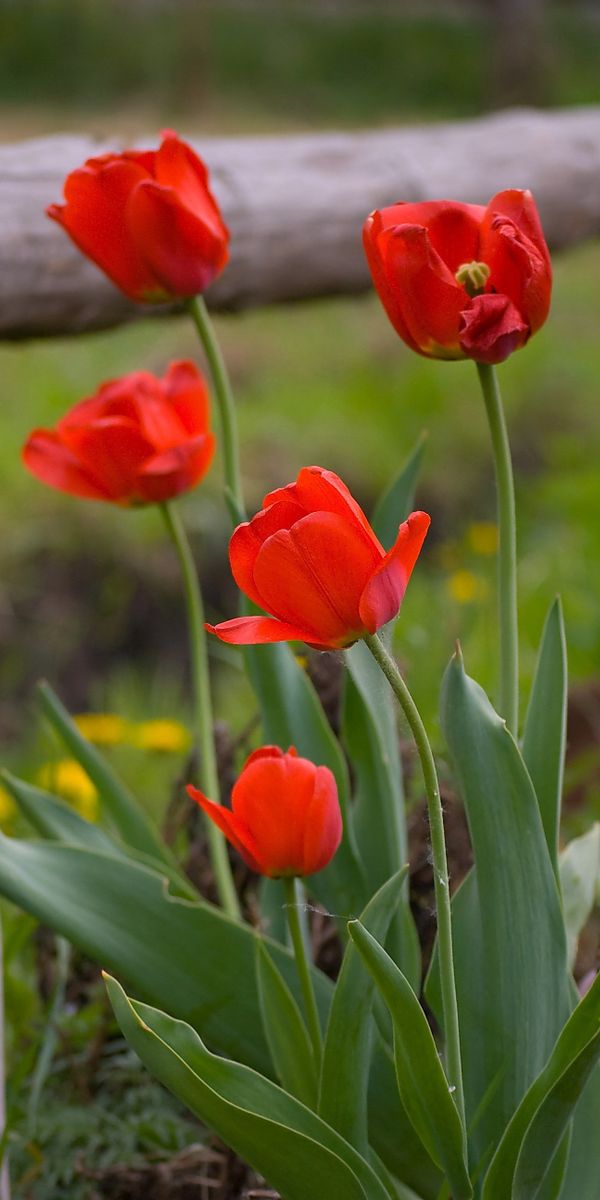 Red Tulips in a Natural Setting
