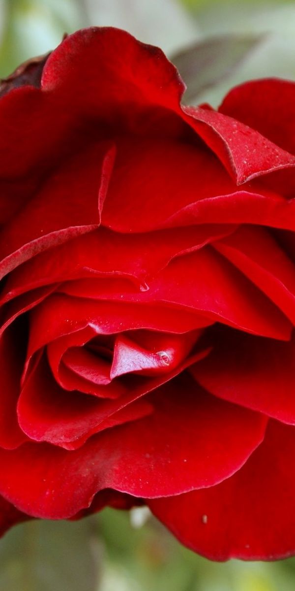 Phone wallpaper: Plants, Flowers, Roses free download