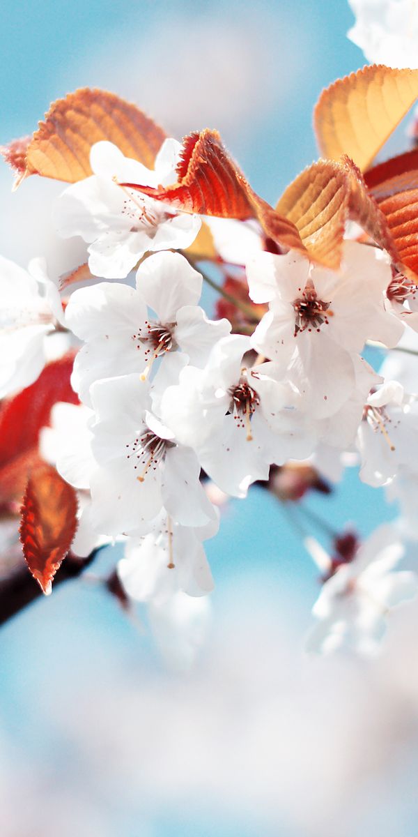 Beautiful mobile wallpaper featuring delicate blossoms and vibrant earth tones