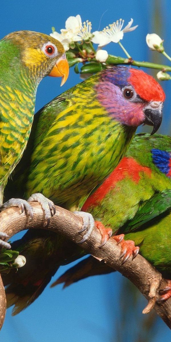 Colorful Parrots Perched on a Branch - HD Phone Wallpaper for Nature Lovers