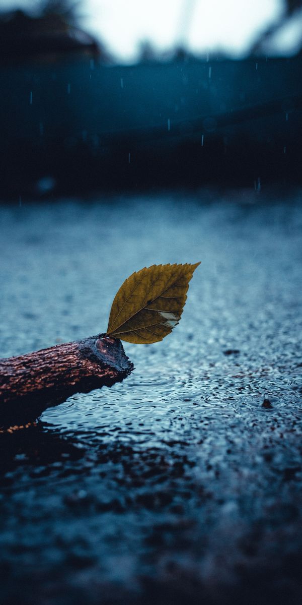 Lonely Leaf on a Stick in the Rain - Nature's Touch
