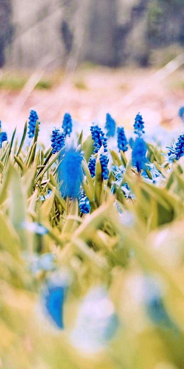 Beautiful 4K Wallpaper Featuring Lush Blue Flowers in Springtime Nature