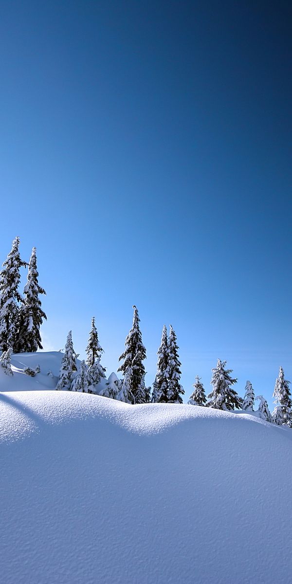 Enchanting Winter Night: Snow-Covered Trees and Moonlit Sky Mobile Wallpaper