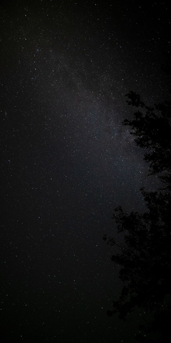 Breathtaking Night Sky with Stars and Dark Woods