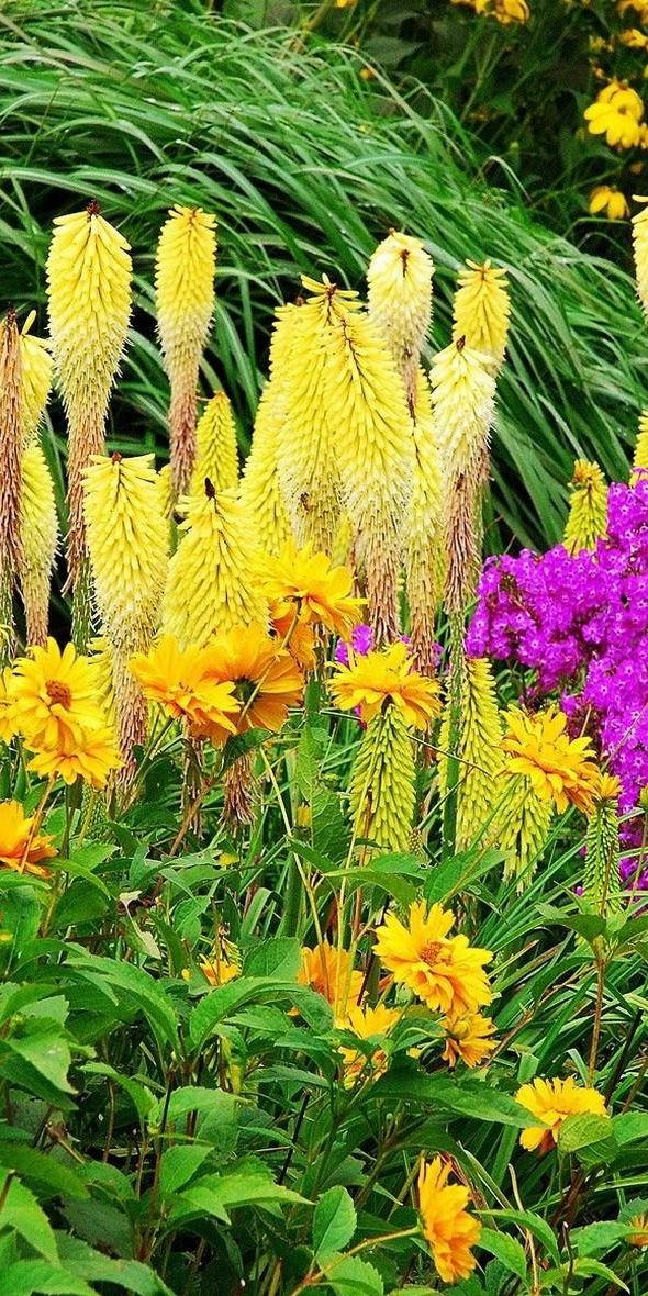Phone wallpaper: Different, Flowers, Flowerbed, Greens, Flower Bed, Bright free download
